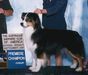 AKC/ASCA Ch. Bosheleur's Doc Holiday