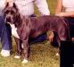 AKC CH/UKC GR CH Wood's Lady Blue