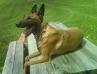 <span style="color: darkred">BH</span> Farrance's Gladice <span style="color: darkblue">BH, CERTIFIED EXPLOSIVE DETECTION DOG</span>