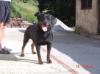 max de la corte canina