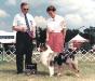 AKC CH Thornapple Dream Lover