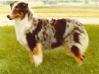 ASCA Ch Briarbrook's Molly of Royalty