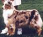 AKC Ch./ASCA Ch. Summertime Cinnamon Girl