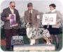 AKC/ASCA/CKC CH Milwin Legend of Bayshore