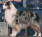 AKC CH Milwin's Bishop's Kardinal