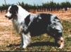 HOF ASCA CH Jubilee's Federal Agent