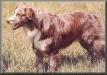 WTCH Judds Chickasaw Dan
