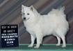 AKC CH 'PR' Whytepine Pepes Legacy Trina