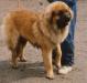 Leon Magic du Bouc d'or