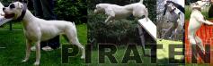 Blocky Bulldogs Piraten of Bullhead