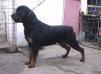 ZIGGO EARL ANTONIUS