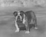 BISS CH (AKC) Hetherbull's Arrogance