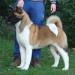 AKC CH Ruthdales Heaven On Earth At BuckridgeTwo