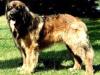 Lejonlands Don-Leo