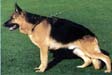 Harrald von Haus Hanne (1993) 9017524