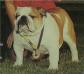 BISS CH (AKC) Little Ponds Chief