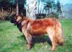 Barney Zamecky chov