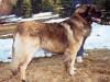 VonLinderhof Alou Handel Dan