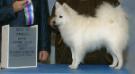 AKC CH/UKC GRCH ArtcMgc Snpf's Queen of Hearts