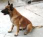 MANALO K9's Wolf