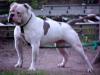 Dailey's Rebel O'War PH-0.32/0.32