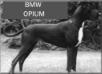  BMW Opium