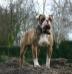 UKC-CH Bullforce Nitro of Big Block Bullies