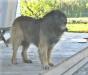 SterlingDen Bruin Lionshare
