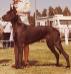 AM CAN MEX CH Aquino's Oso Negro