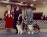 WTCH AKC Ch./ASCA Ch. Kansaquest's Chances R