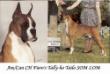 CH (AKC/CAN) Fiero's Tally-Ho Tailo