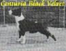  Centuria Black Velvet