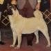 AKC CH Imperial Fuji-Hime