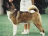 AKC CH Sho-Go's Magic Mink Of Tmbrsky