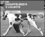 CH Chauffeured's S Valente