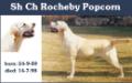 ENG CH Rocheby Popcorn