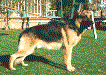 Fox dell'Alto Pino (1988)