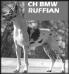 CH BMW Ruffian