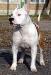 MULTICH Tiger Tattoo's Young Scamp the Ruffian