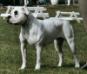 ABNA-GR-CH & NKC-CH Silver-Moon-Bull's B'Elena of BC