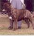 CH (AKC) Allstars Terry Thomas