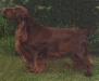 Brooklet's Norbert