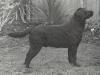 Ch. Elysium's Beau Geste
