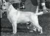 AKC/CAN CH Chelons Scottish Gillie
