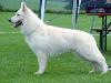 WWBBI 2007 - AUTCH X-Dream Amaroq of White Mountain Austria