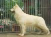  Arras the Lovely White Shepherd