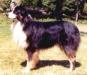 HOF ASCA Ch. Windermeres Sunshine of Bonnie Blu