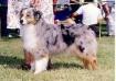 AKC CH. Heatherhill Pagent