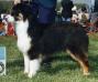 AKC CH ASCA HOF Bayshores Propwash Balderdash