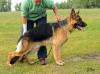 Brawos Bis (FCI) WILLIAM